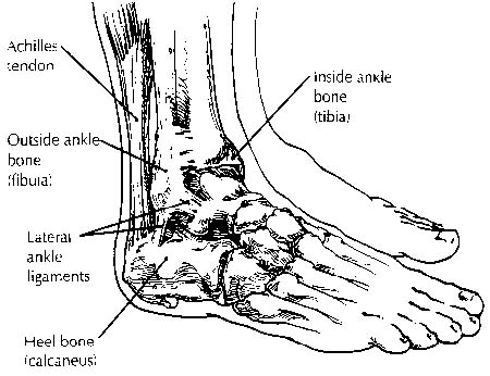 foot ankle diagram