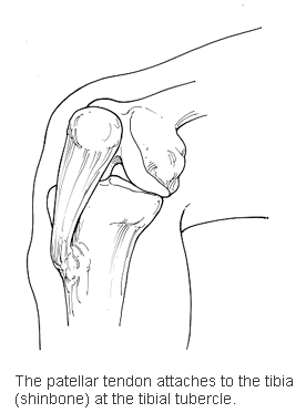 knee diagram 1