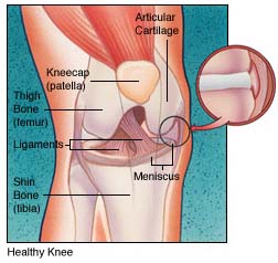 normal knee diagram