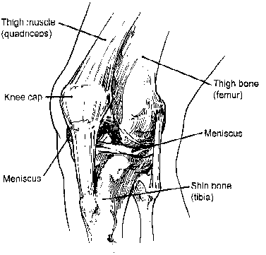 the knee diagram